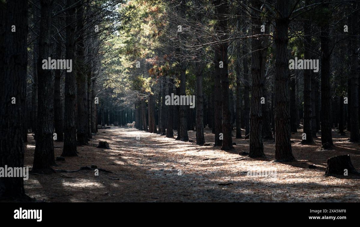 How Tall Is Sakura Haruno As She Grows Up?